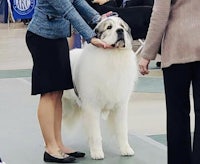 a woman is petting a large white dog at a dog show
