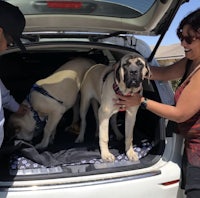 two people petting two dogs in the trunk of a car