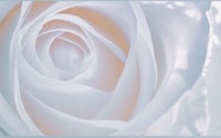 a close up image of a white rose