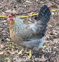a brown and gray chicken standing in the dirt