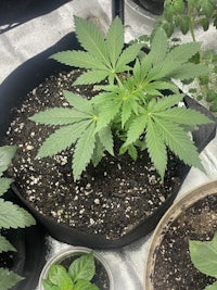 a potted marijuana plant in a pot