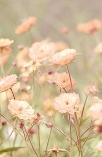peach flowers in a field with a blurry background