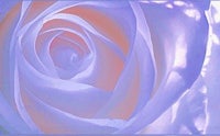 an image of a rose in purple and pink