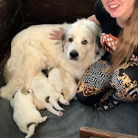 a woman posing with a white dog and puppies