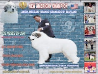 a poster for the new american champion dog show