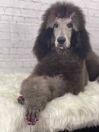 a poodle sitting on a bed with pink nails