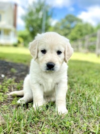 a golden retriever puppy sitting in the grass