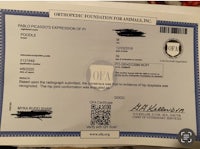 a certificate for the orthopedic foundation of animal inc