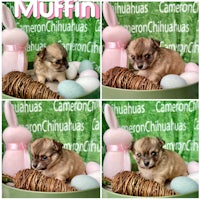 four pictures of a chihuahua puppy in an easter basket