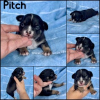 chihuahua puppies for sale - pittsburgh, pennsylvania