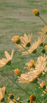 a field of yellow flowers with green grass in the background