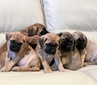 a group of puppies laying on top of a couch