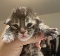 a kitten is being held in someone's hand