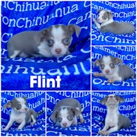 flint, an adoptable chihuahua in flint, oh