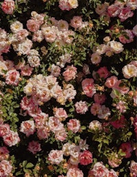 a close up of pink and white roses