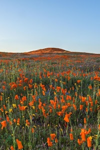 a field of orange flowers with a hill in the background