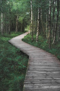 a wooden walkway leading through a wooded area
