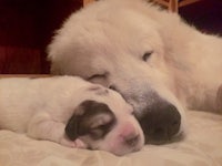 a large white dog and a small puppy laying on top of each other