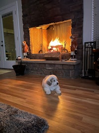 a dog laying on the floor in front of a fireplace