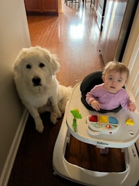 a baby in a walker next to a white dog