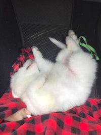 a white dog sleeping in the back seat of a car