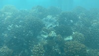 an underwater view of a coral reef