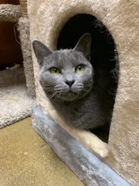 a grey cat peeking out of a cat house
