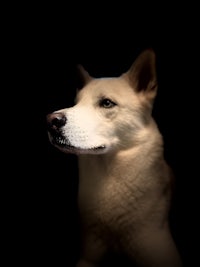 a white dog is staring at the camera in a dark room