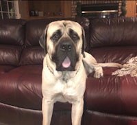 a large dog sitting on a couch with his tongue out