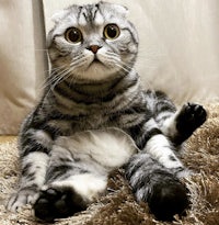 a cat is sitting on a carpet with its paws up