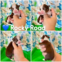 rocky road boston terrier puppies - rocky road boston terrier puppies - rocky road boston terrier