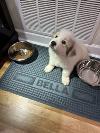 a white puppy sitting on a blue mat with bowls in front of it