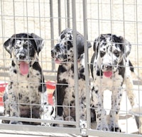 three dalmatian puppies sitting in a cage