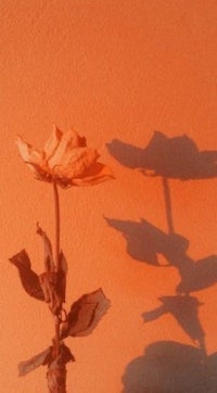 a shadow of a rose on an orange wall