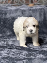 a small white puppy standing on a blue blanket
