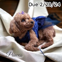 a poodle in a blue dress laying on a blanket