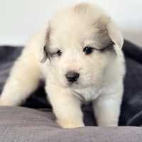 a small white puppy is standing on top of a pillow