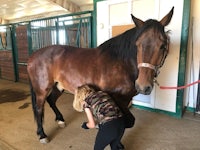 a girl petting a brown horse in a stable