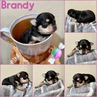brandy, an adoptable chihuahua puppy in houston, texas