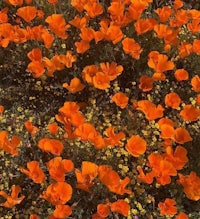 a field of orange flowers and yellow flowers