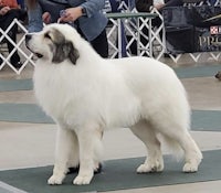 a large white dog standing in a show ring