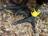 a black chicken with a yellow tag on its feet