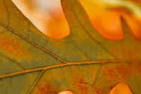 a close up of an orange leaf