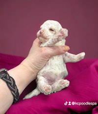 a person holding a small white puppy on a pink blanket