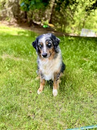an adoptable australian shepherd & chihuahua mix in cleveland, oh