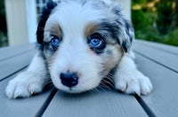 a puppy with blue eyes laying on a wooden deck
