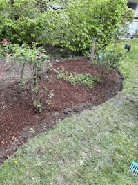 a garden bed that has been mulched with red mulch