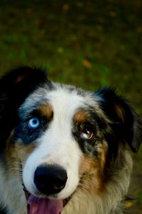 a dog with blue eyes