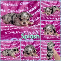 splash chihuahua puppy in san diego, california