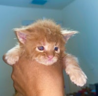 a small orange kitten being held in a person's hand